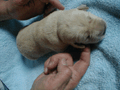 puppy