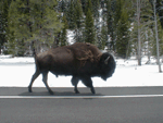 bison