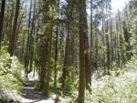 pinecreek trail